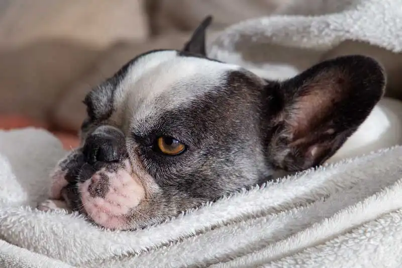 French bulldog Image: Pedro/ Adobe Stock
