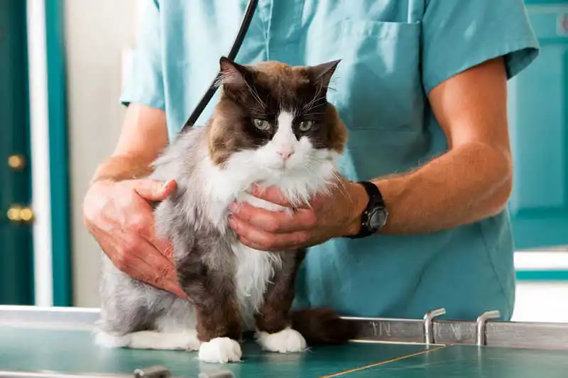 senior old cat check-up Image: Tyler Olson / Adobe Stock