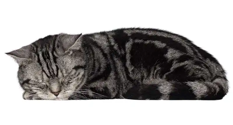 old senior cat lying down Image: Nynke / Adobe Stock