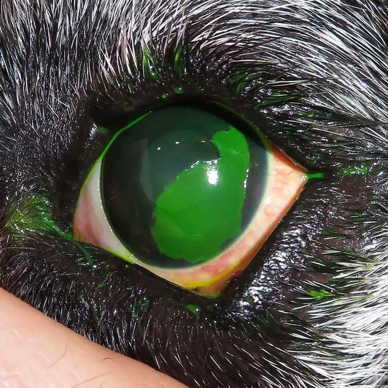 Figure 2. Superficial corneal ulceration stained with fluorescein. 