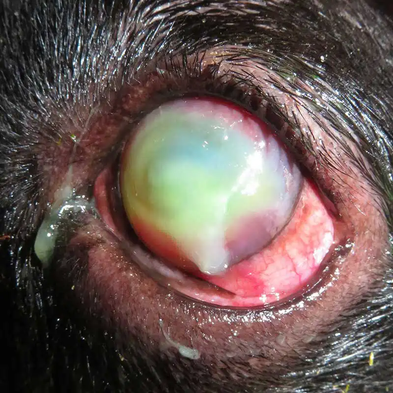 Figure 3. Infected corneal ulcer.