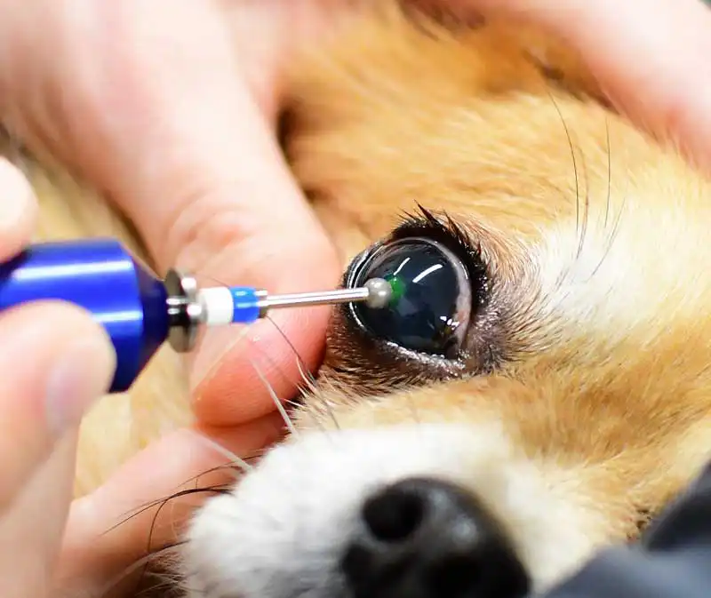 Figure 4. Spontaneous chronic corneal epithelial defect being treated with a diamond burr keratotomy.