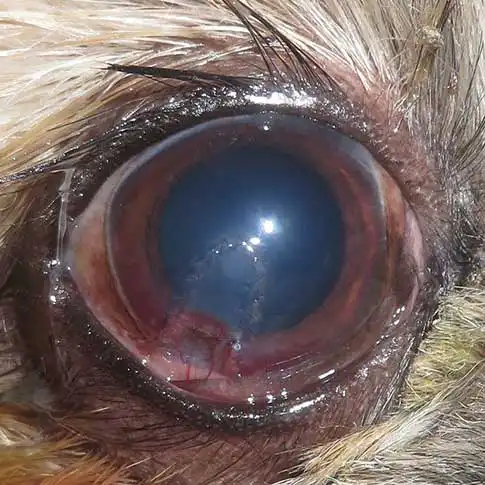 Figure 5b. A corneal graft.