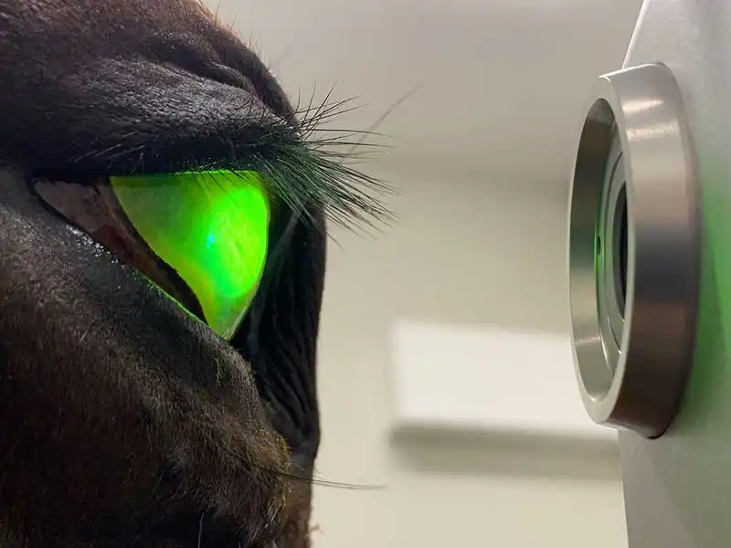 Figure 6. Corneal cross-linking in an equine patient.