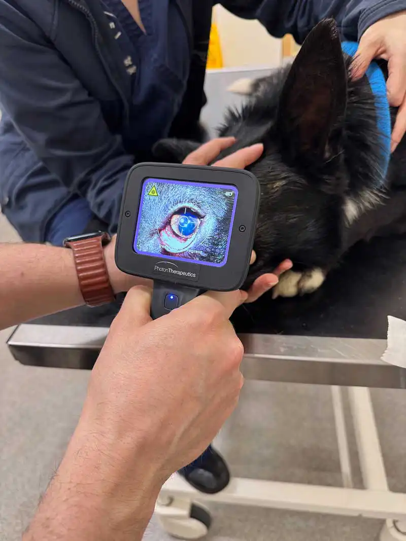 Figure 7. A photon UVC device in action on a canine patient.
