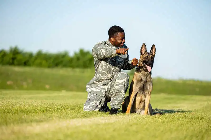 Dog and handler Image: littlewolf1989 / Adobe Stock