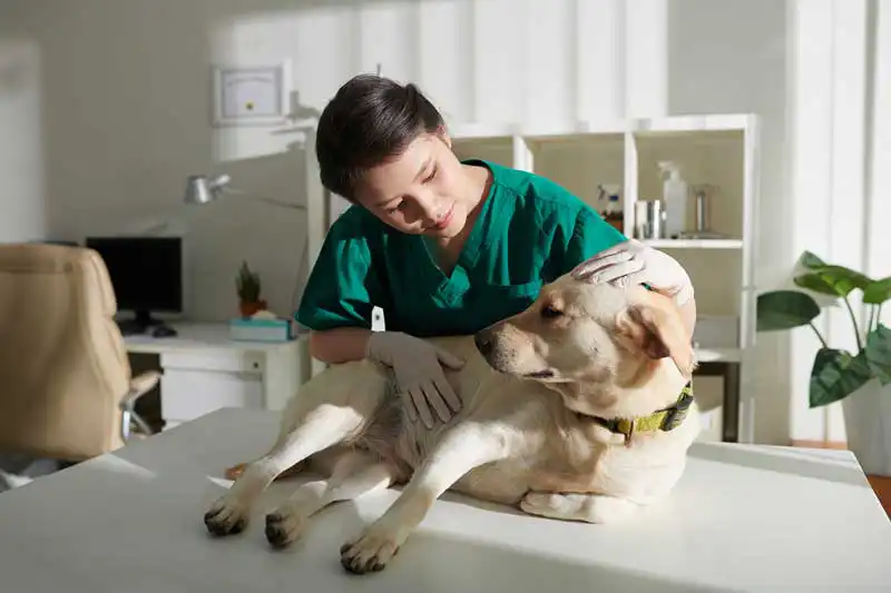 nurse dog Image: DragonImages / Adobe Stock