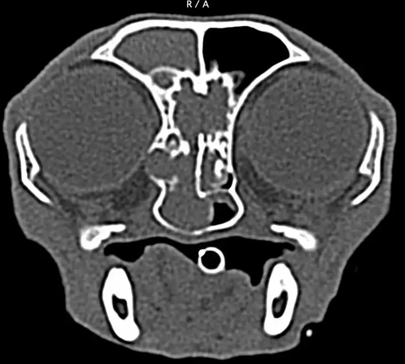 Figure 1. CT scan of a cat with with a nasal tumour extending into brain and nasopharynx.