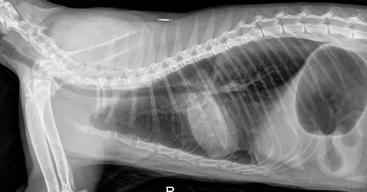 Figure 3. X-ray of a coughing cat showing changes consistent with bronchopulmonary disease.