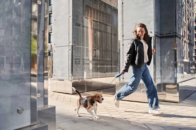 Jack Russell owner run Image: Yakobchuk Olena / Adobe Stock