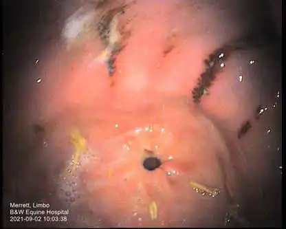 Figure 2. Severe multifocal flat and haemorrhagic, antrum.