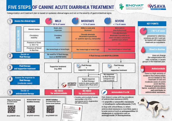 Categorisation and treatment plan for canine acute diarrhoea.