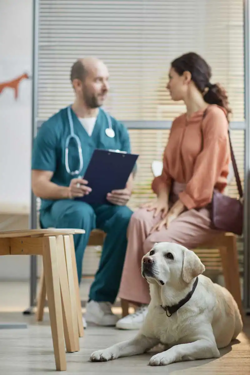 labrador consult vet client Image: Seventyfour / Adobe Stock