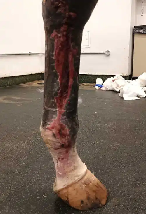Figure 1. Chronic wound over a cannon bone that was treated with topical application of manuka honey.