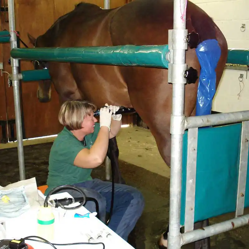 Conducting a rarely required bladder scope procedure.