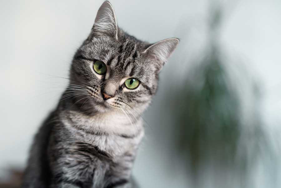 grey cat looking into a the camera Image: Lalandrew / Adobe Stock