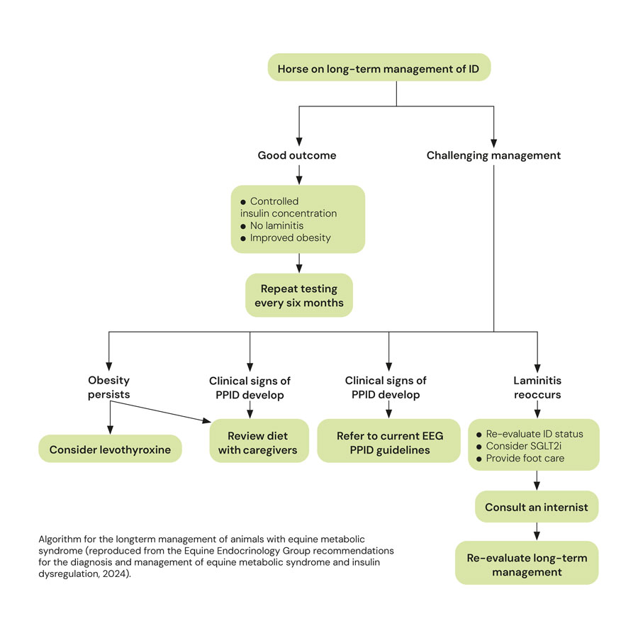 Algorithm for the longterm management of animals with equine metabolic syndrome (reproduced from the Equine Endocrinology Group recommendations for the diagnosis and management of equine metabolic syndrome and insulin dysregulation, 2024).
