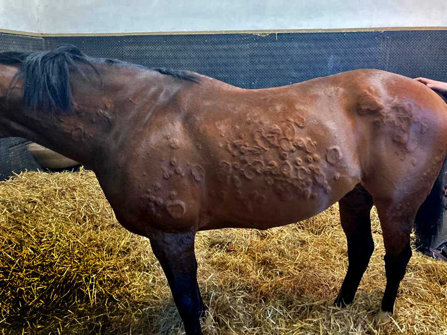 Figure 3. Urticarial lesions in a horse with atopic dermatitis.