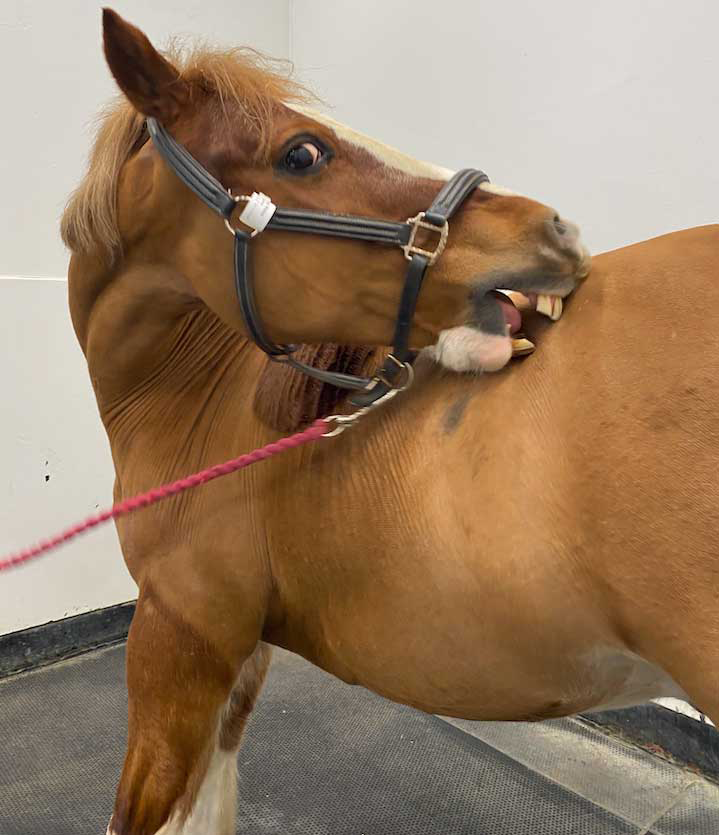 Figure 2. A horse with atopic dermatitis showing signs of severe pruritus.