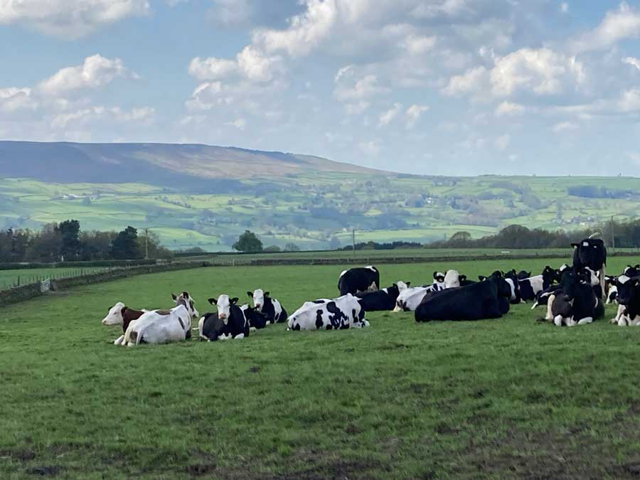 cows grazing amid a British countryside with blue sky and clouds