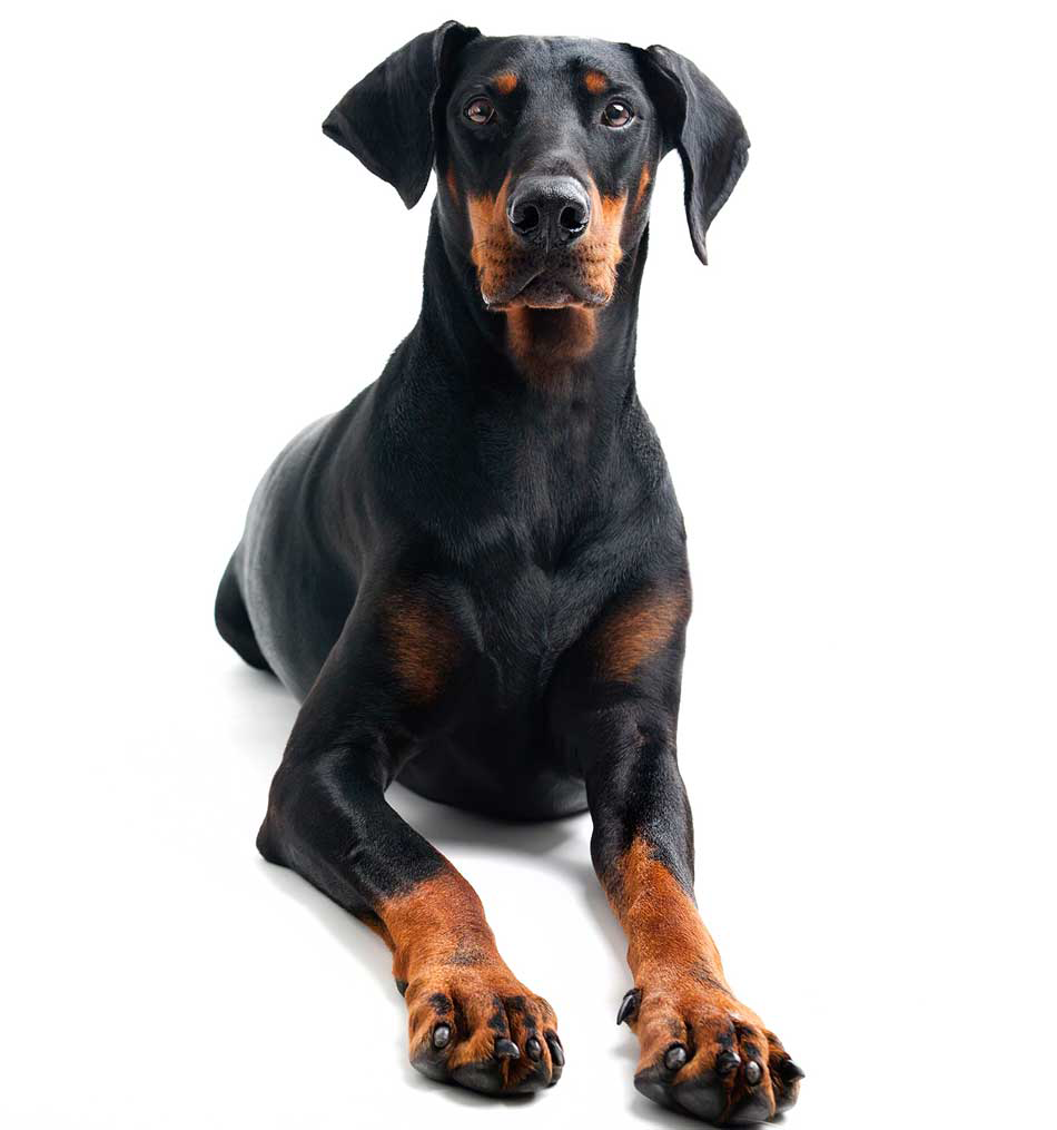 A friendly Dobermann in front of a white background Image: Sinnlichtarts / Adobe Stock