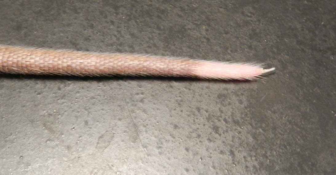 Tail slip in a rat. Positively reinforced training for handling reduces stress for the pet and the chance of handling-induced injuries.