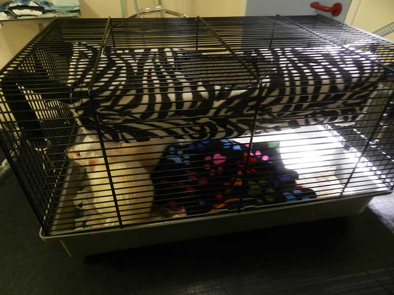 A pet rat cage. This is only capable of housing one animal, which can be considered inappropriate for a social species. Provision of any enrichment or hiding places will further limit the already limited space. If this is the only space the household can provide for a pet, it may be more appropriate to recommend a single Syrian hamster or a small colony of Russian hamsters.