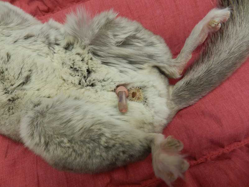 Fur ring in chinchillas is common. This may relate to failure to provide adequate grooming/sand bathing resources. Training the chinchilla for handling will enable owner grooming and also checking for fur ring before the condition becomes more advanced.