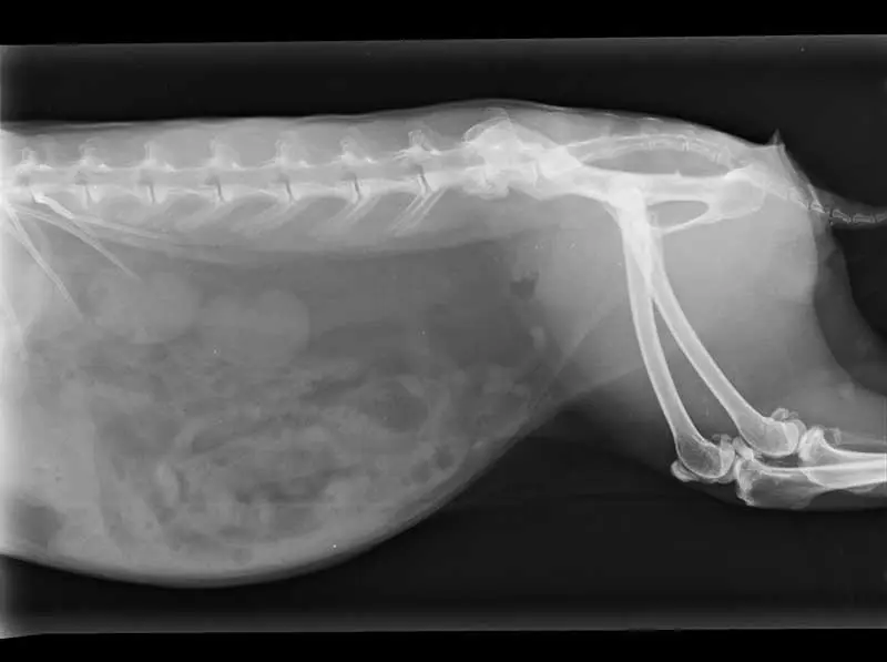 Figure 5. A rabbit with bridging spondylosis of the last two lumbar vertebrae.