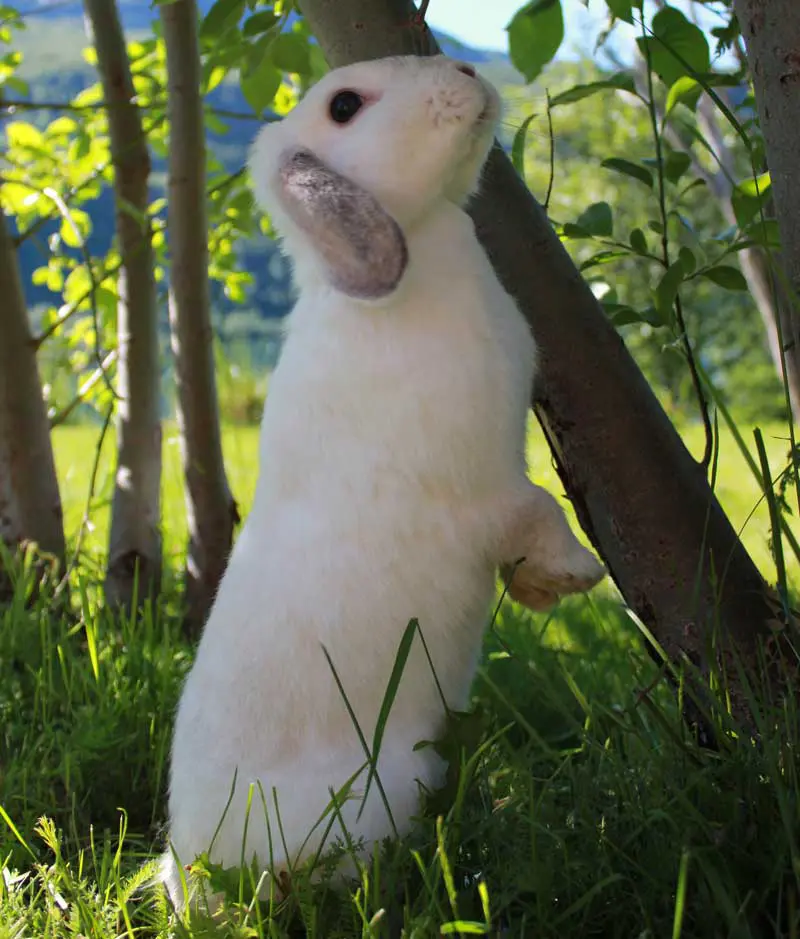 Figure 2. Healthy rabbits will be able to stand on their back legs.