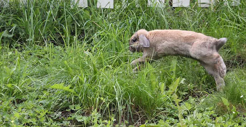 Figure 3. A rabbit jumping.