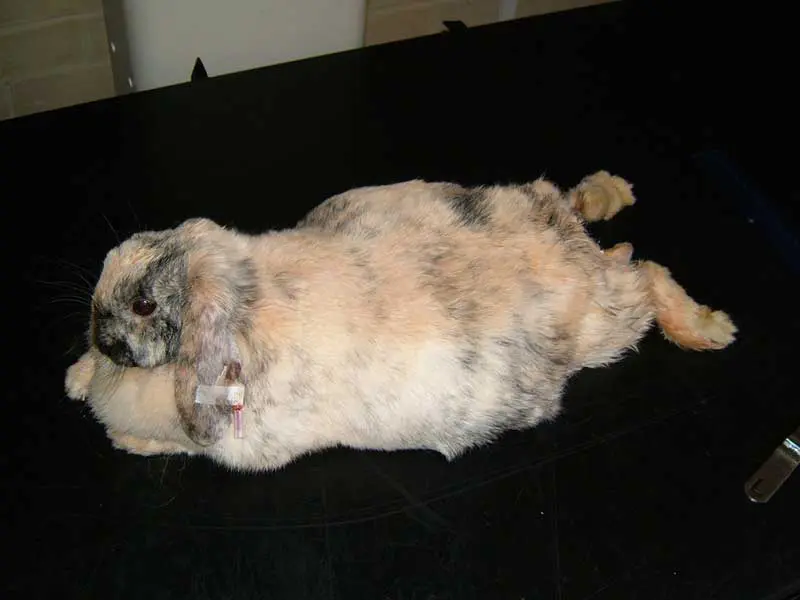 Figure 4. A severely obese rabbit with flystrike.