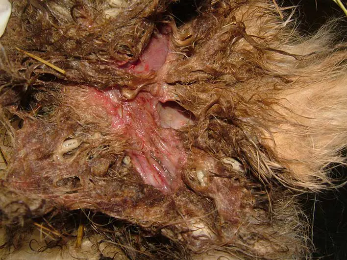 Figure 6. Flystrike.