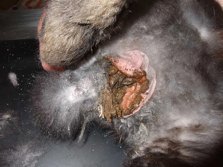 Figure 7. Rabbits with OA might struggle to eat their to eat their caecotrophs.