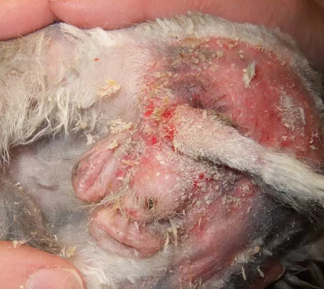 Figure 8. Rabbits with flystrike may dribble urine.