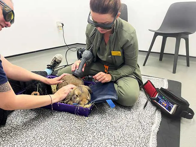 Figure 9. Nichi Cockburn performing laser therapy.