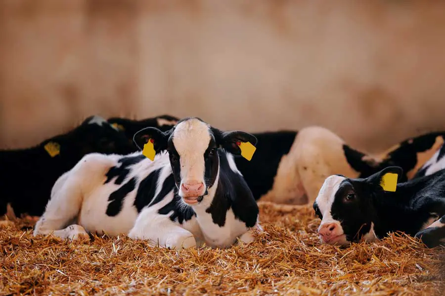 photo of cows lying down on straw in a shed to illustrate article about cows being social Image: Parilov / Adobe Stock