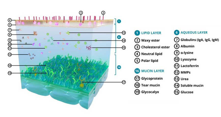 Figure 2. The trilaminar, or three-layered, tear film. Image: © Dômes Pharma