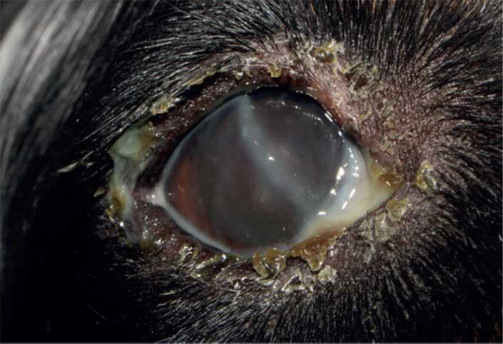 Figure 3 - Mucopurulent eye discharge associated with immune-mediated dry eye disease. Image: © A Guyonnet