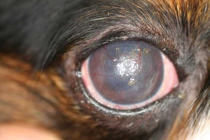 Figure 4. Dry lustreless, cloudy cornea with neovascularisation present consistent with DED. Image: © A Guyonnet