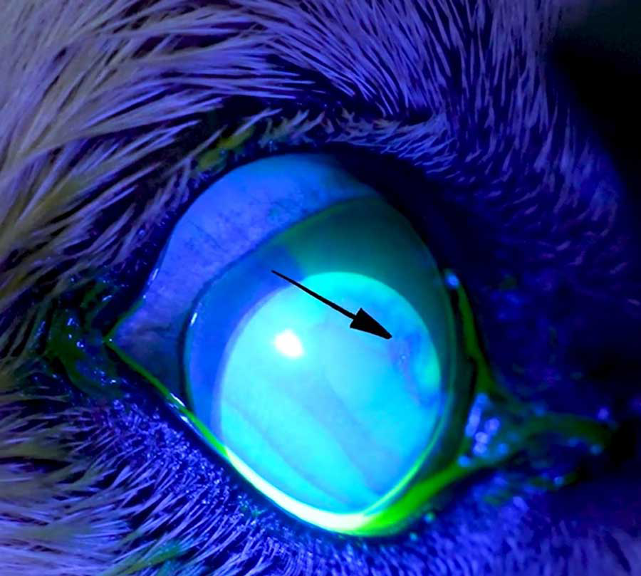 Figure 5. Tear Film Break Up Time can be used to assess the quality of the tear film. Image: © Dômes Pharma