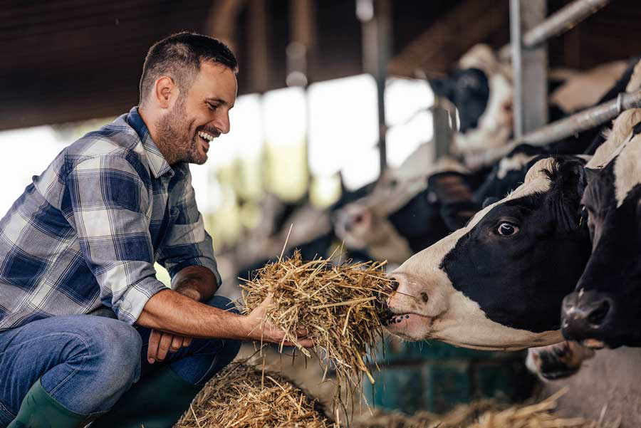 cows being fed with a farmer or vet in shot Image: bnenin / Adobe Stock
