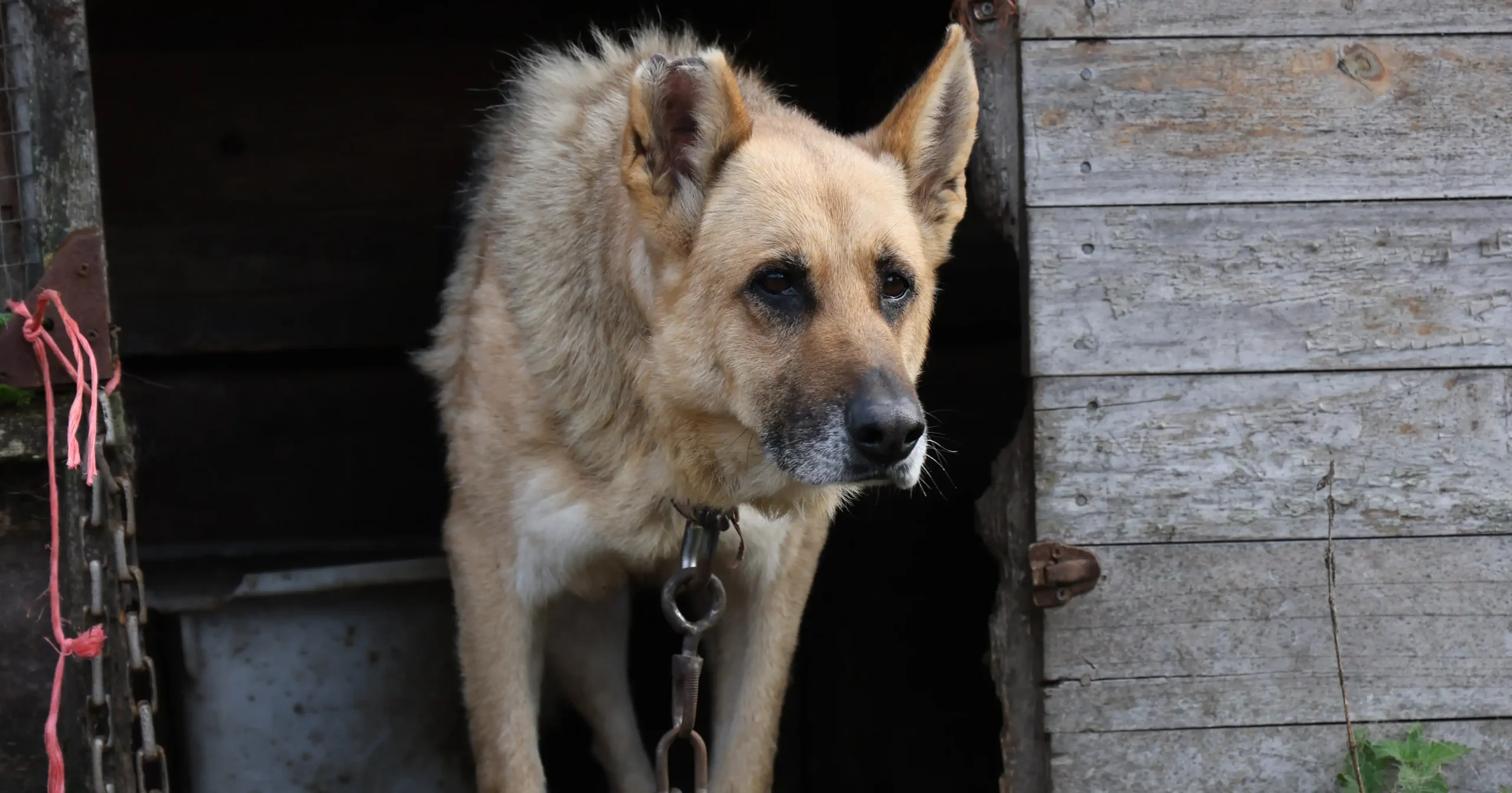 A German shepherd is tethered at a farm property and rescued by the RSPCA