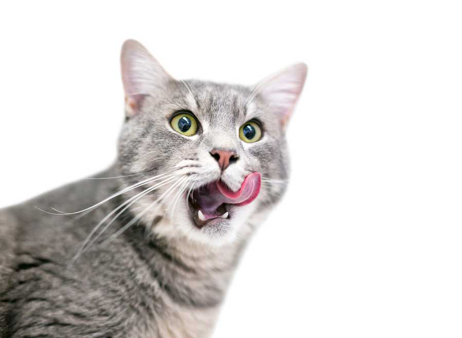 white grey cat licking lips Image: Mary Swift/ Adobe Stock