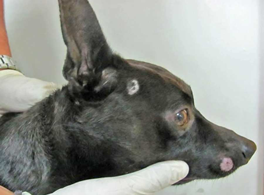 Figure 2. Young adult dog with the presence of bilateral symmetric, rounded, alopecic lesions involving the temporal areas and lateral muzzles. The cutaneous nodule (kerion) on the lateral muzzle appeared firm, well-circumscribed, raised; a draining tract is present at its centre.