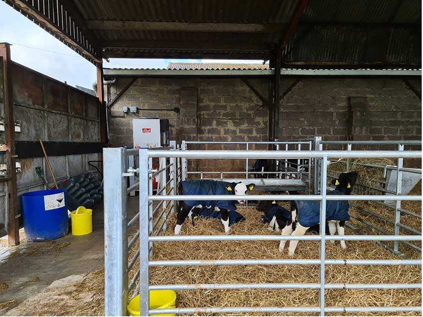 Calf pens made from gates providing no protection from air draughts at calf level. This situation could be improved by solid cladding up to around 1.2m in height on the gates.