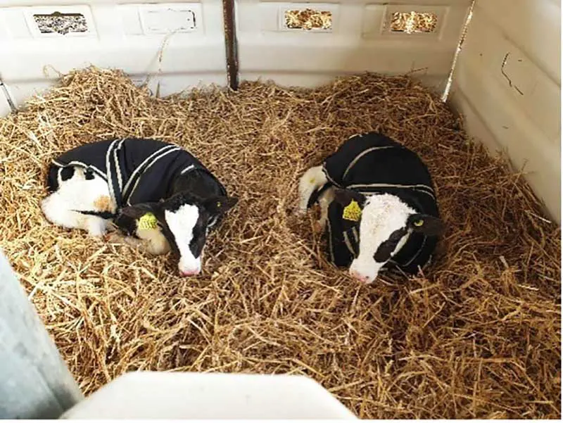 Two calves are lying on straw together in a calf shed on a farm