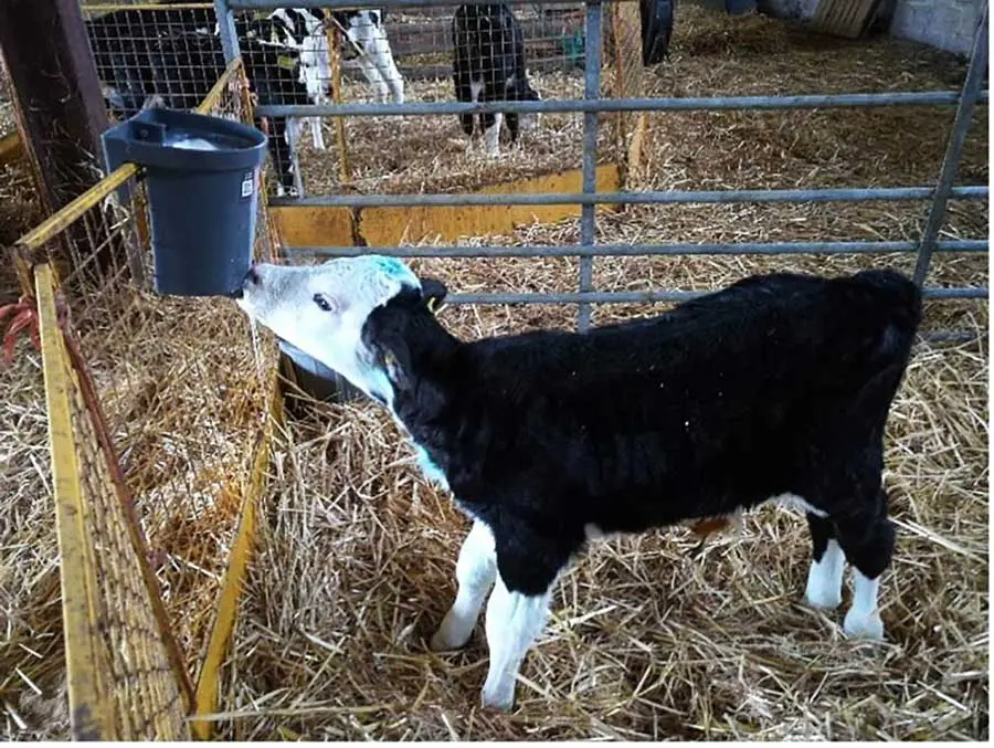 A dairy calf is being fed from a dispenser in a calf shed