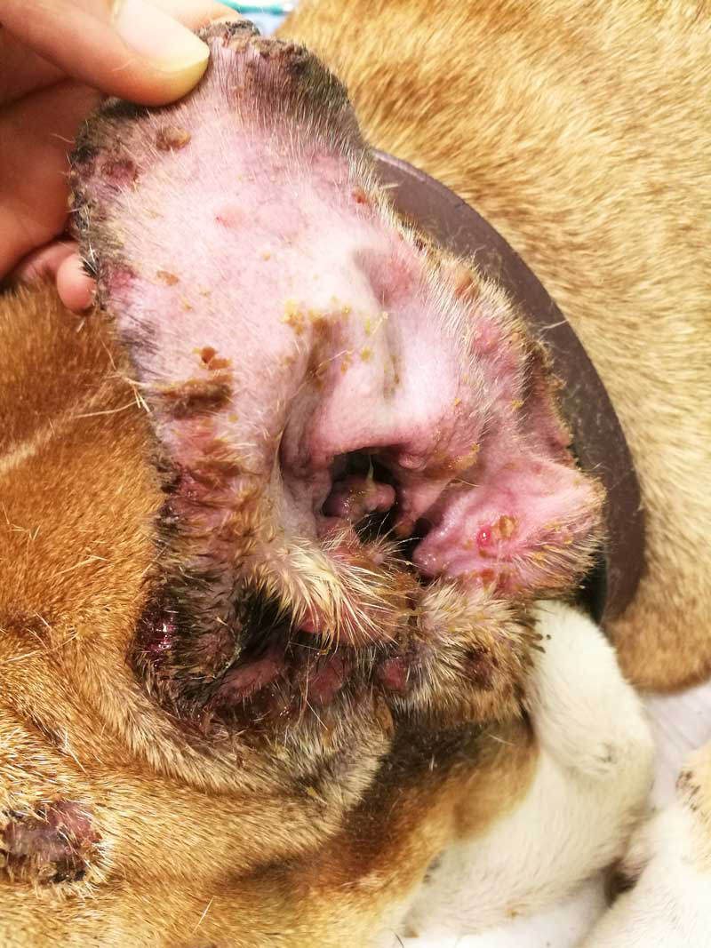 Figure 2. Suppurative otitis in a dog affected by pemphigus foliaceus.