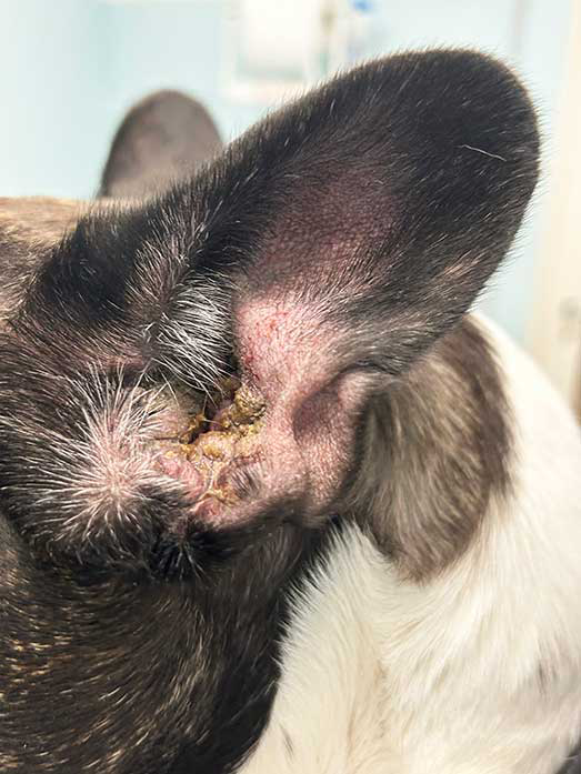 Figure 3. Severe stenosis of the ear canal in a French bulldog.